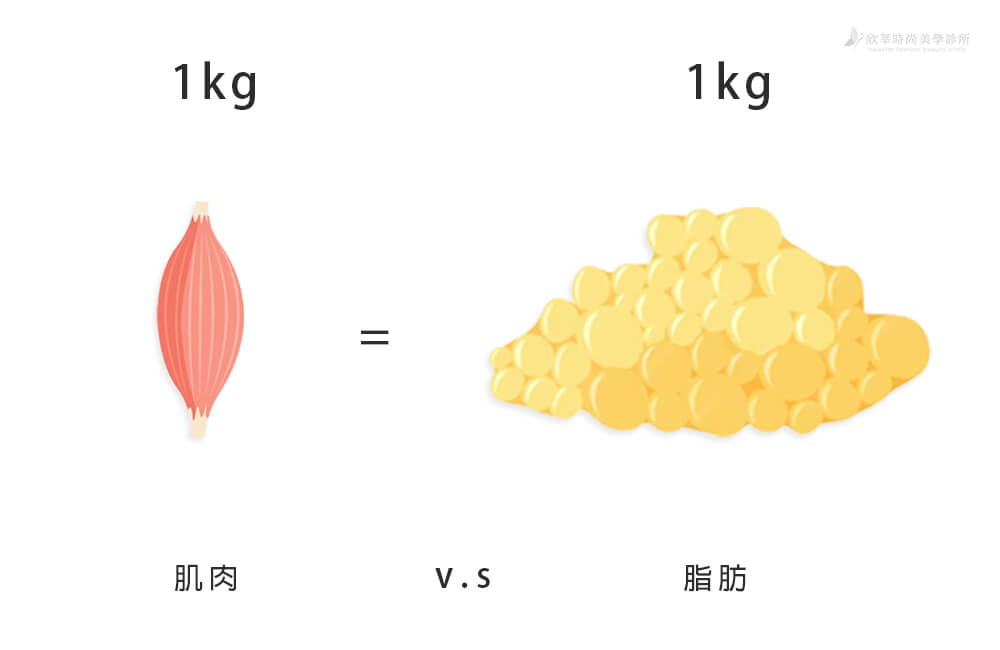 脂肪肌肉體積對比