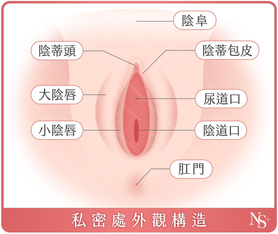私密處手術_私密處構造