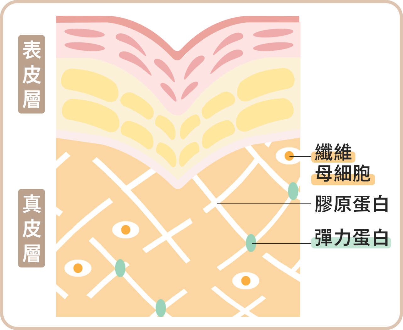 洢蓮絲注射原理_step.1