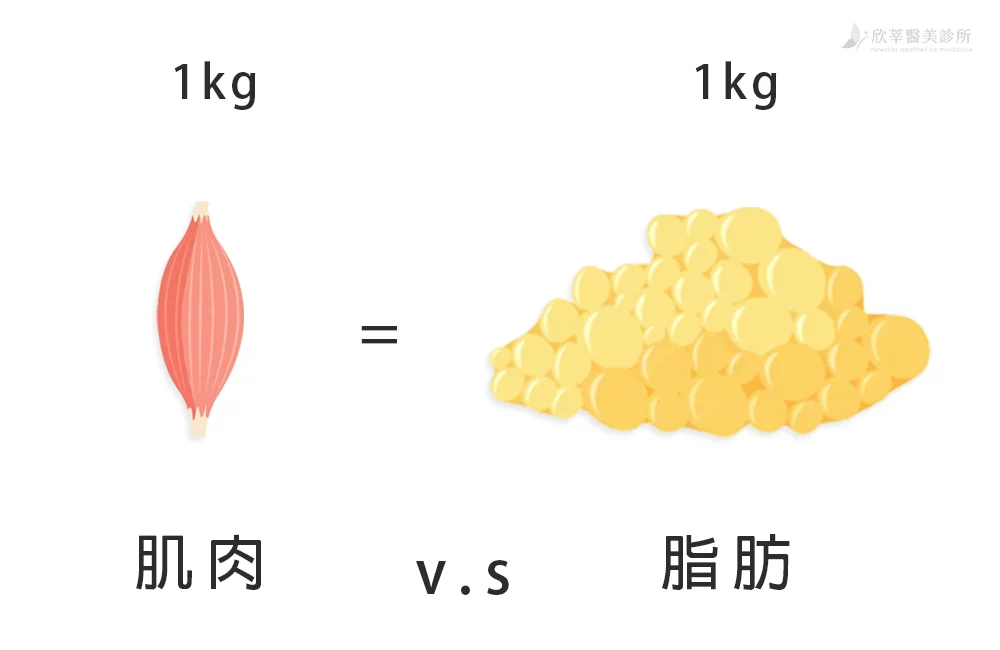 抽脂_脂肪肌肉體積對比