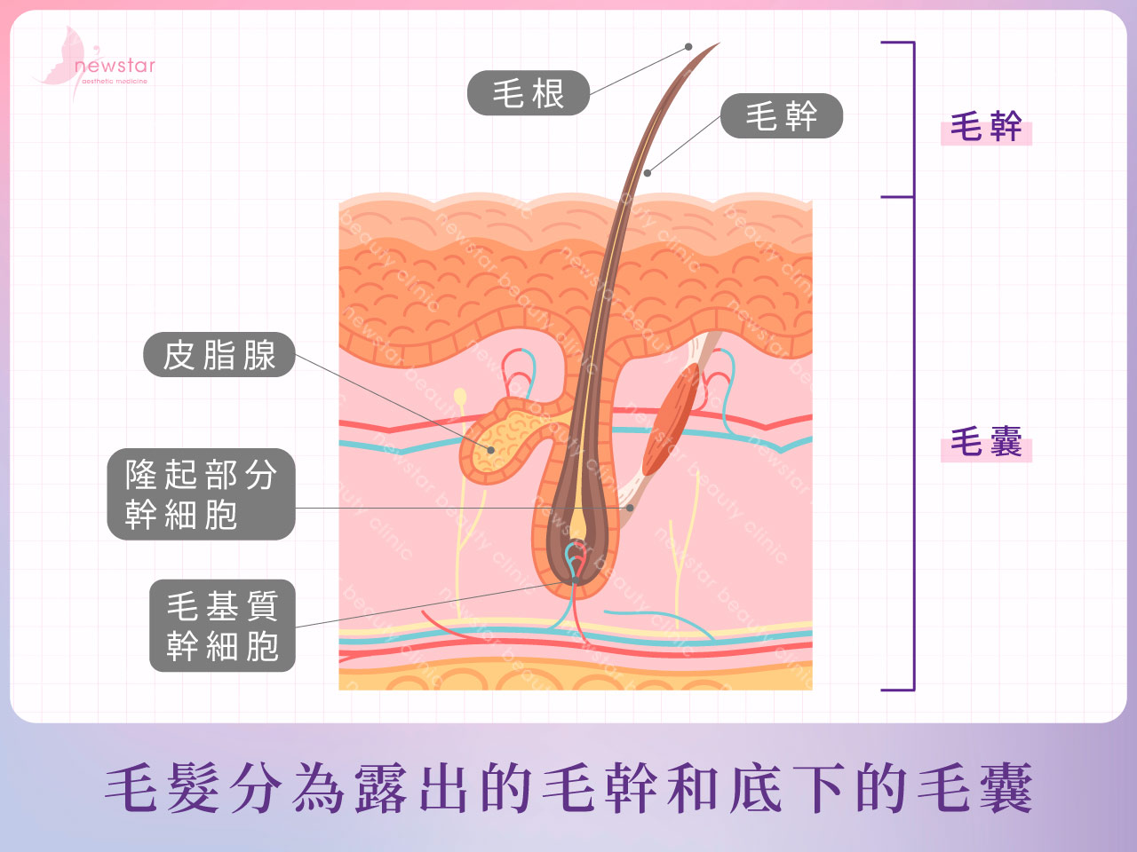 雷射除毛_毛髮生長結構圖