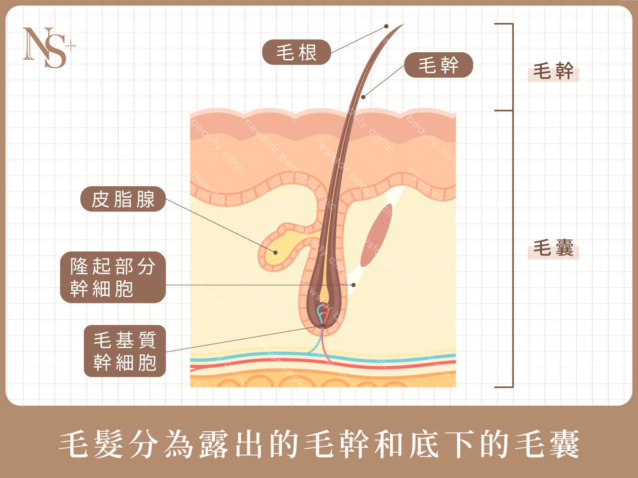 雷射除毛_毛髮生長結構圖