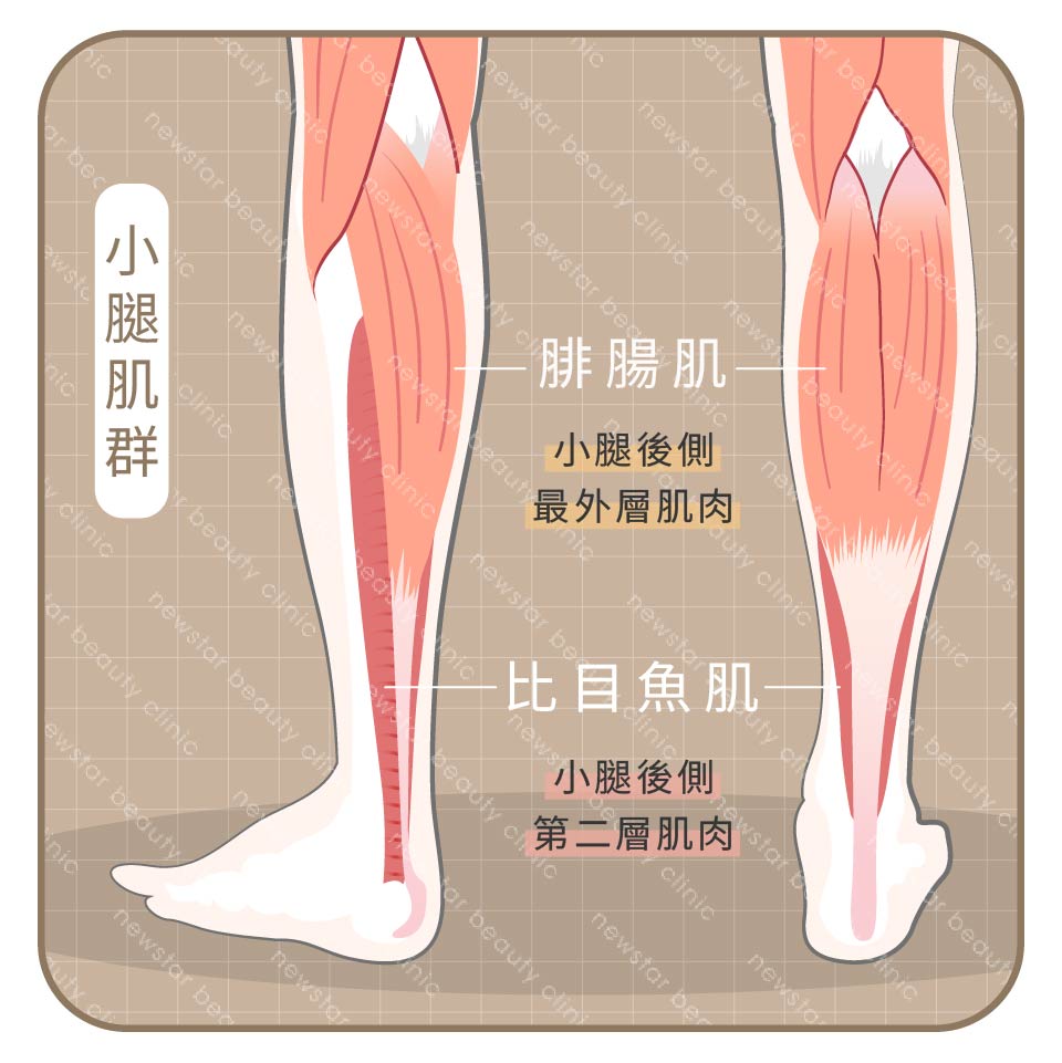 瘦小腿_小腿肌肉分部