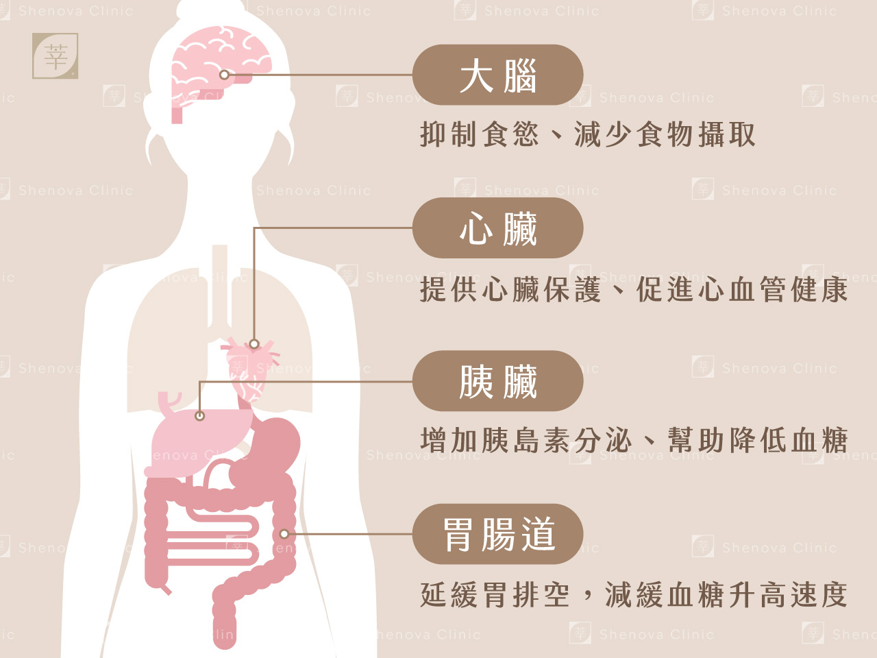 猛健樂_作用機制(小圖)