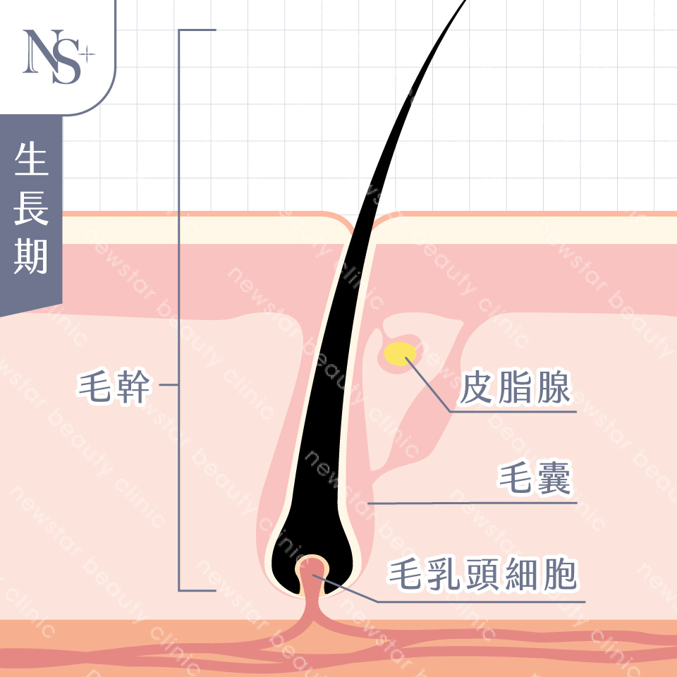 養育髮治療_生長期